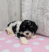 Cherry, a female Cavapoo for sale in Dundee, OH – 5 of 6