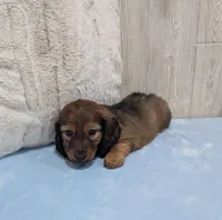 Ace, a male Dachshund for sale in Dundee, OH – Photo 4 of 4