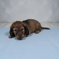 Ace, a male Dachshund for sale in Dundee, OH – Photo 2 of 4