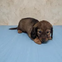 Ace, a male Dachshund for sale in Dundee, OH – Photo 1 of 4