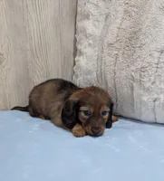 Ace, a male Dachshund for sale in Dundee, OH – Photo 3 of 4