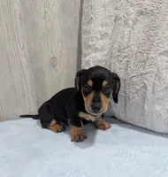 Pebbles, a male Miniature Dachshund for sale in Dundee, OH – 5 of 5