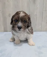 Toby, a male Shihpoo for sale in Dundee, OH – 4 of 6