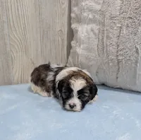 Rocky, a male Shihpoo for sale in Dundee, OH – Photo 3 of 4