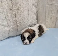 Rocky, a male Shihpoo for sale in Dundee, OH – Photo 4 of 4