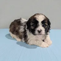 Rocky, a male Shihpoo for sale in Dundee, OH – Photo 1 of 4