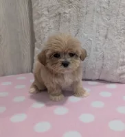 Lilly, a male Shihpoo for sale in Dundee, OH – 6 of 6
