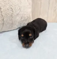 Pepper, a male Miniature Dachshund for sale in Dundee, OH – 4 of 4