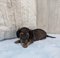 Benji, a male Miniature Dachshund for sale in Dundee, OH – Photo 5 of 5