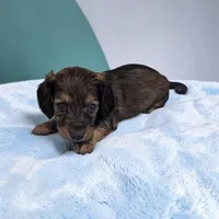 Benji, a male Miniature Dachshund for sale in Dundee, OH – Photo 3 of 5