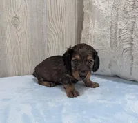 Benji, a male Miniature Dachshund for sale in Dundee, OH – Photo 4 of 5