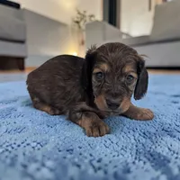 Benji, a male Miniature Dachshund for sale in Dundee, OH – Photo 2 of 5