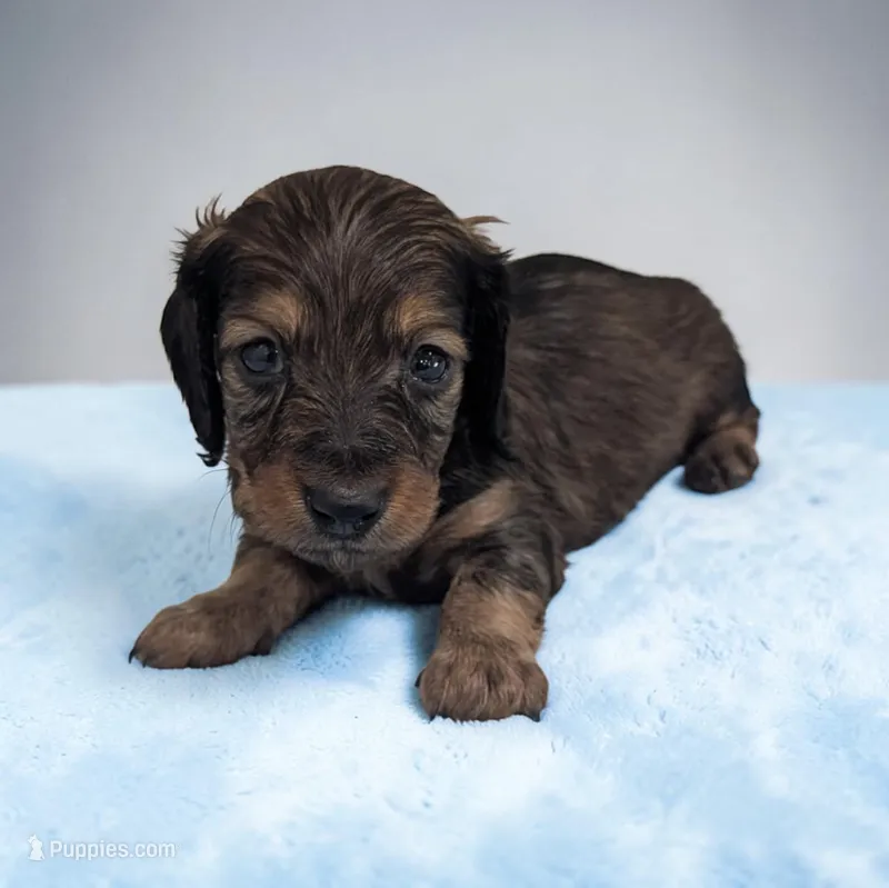 Benji – Miniature Dachshund puppy for sale in Dundee, OH