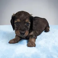 Benji, a male Miniature Dachshund for sale in Dundee, OH – Photo 1 of 5