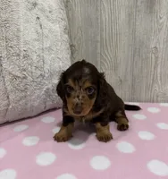 Blossom, a female Miniature Dachshund for sale in Dundee, OH – 3 of 4