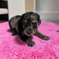 Maggie, a female Miniature Dachshund for sale in Dundee, OH – 2 of 5