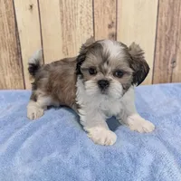Rocky, a male Shih Tzu for sale in Dundee, OH – Photo 2 of 2