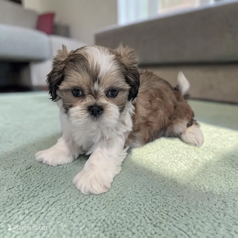 Rocky – Shih Tzu puppy for sale in Dundee, OH