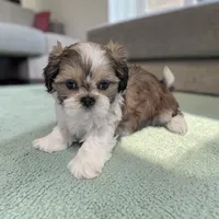 Rocky, a male Shih Tzu for sale in Dundee, OH – Photo 1 of 2