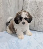 Ripley, a male Shihpoo for sale in Dundee, OH – Photo 5 of 6