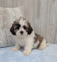 Ripley, a male Shihpoo for sale in Dundee, OH – Photo 6 of 6