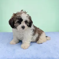 Ripley, a male Shihpoo for sale in Dundee, OH – Photo 1 of 6