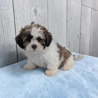 Ripley, a male Shihpoo for sale in Dundee, OH – Photo 3 of 6