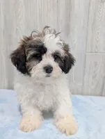 Ripley, a male Shihpoo for sale in Dundee, OH – Photo 4 of 6