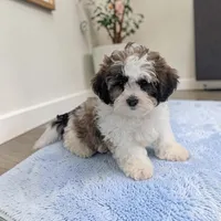 Ripley, a male Shihpoo for sale in Dundee, OH – Photo 2 of 6