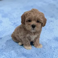 Lincoln, a male Shihpoo for sale in Dundee, OH – 1 of 6
