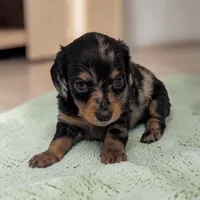 Peanut, a male Miniature Dachshund for sale in Dundee, OH – 2 of 5