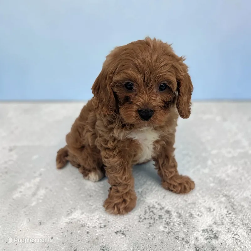 Arnold – Cavapoo puppy for sale in Dundee, OH