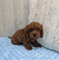 Aero, a male Cavapoo for sale in Dundee, OH – 6 of 6