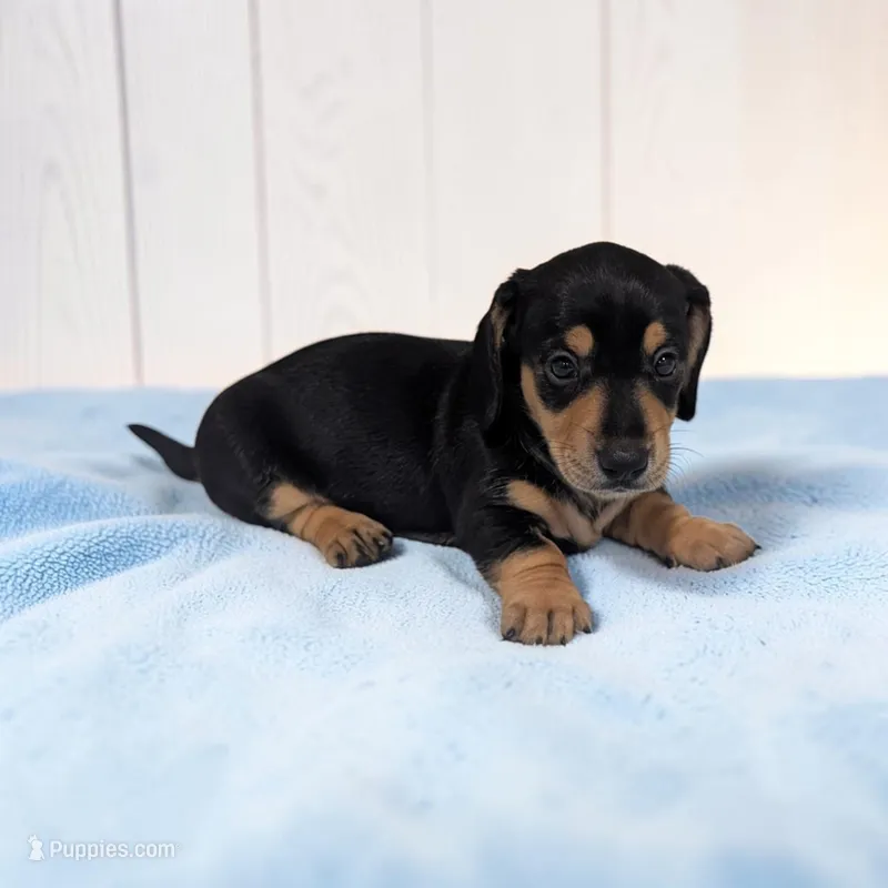 Pebbles – Miniature Dachshund puppy for sale in Dundee, OH