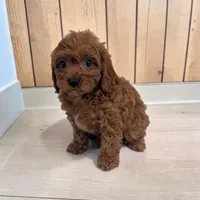 Archie, a male Cavapoo for sale in Dundee, OH – 2 of 5