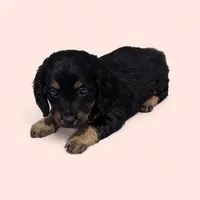 Allie, a female Dachshund for sale in Dundee, OH – Photo 2 of 4