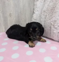 Allie, a female Dachshund for sale in Dundee, OH – Photo 3 of 4