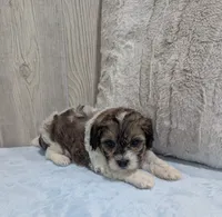 Theo, a male Shihpoo for sale in Dundee, OH – 4 of 6