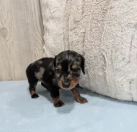 Prince, a male Miniature Dachshund for sale in Dundee, OH – 3 of 4