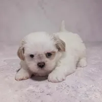 Daisy, a female Shih Tzu for sale in Dundee, OH – 2 of 5
