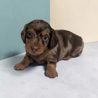 Bingo, a male Miniature Dachshund for sale in Dundee, OH – 2 of 5