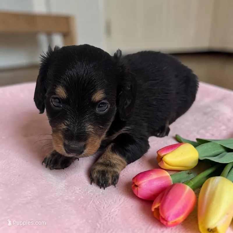 Maple – Miniature Dachshund puppy for sale in Dundee, OH