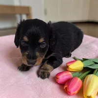 Maple, a female Miniature Dachshund for sale in Dundee, OH – 1 of 5