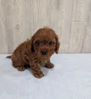 Aero, a  Cavapoo for sale in Dundee, OH – 5 of 5