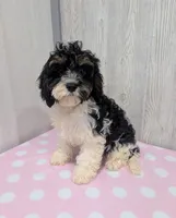 Clover, a female Cavapoo for sale in Dundee, OH – 3 of 6