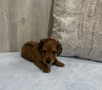 Brownie, a male Miniature Dachshund for sale in Dundee, OH – 4 of 4