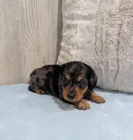 Peanut, a male Miniature Dachshund for sale in Dundee, OH – Photo 4 of 4