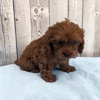 Aero, a male Cavapoo for sale in Dundee, OH – 5 of 6