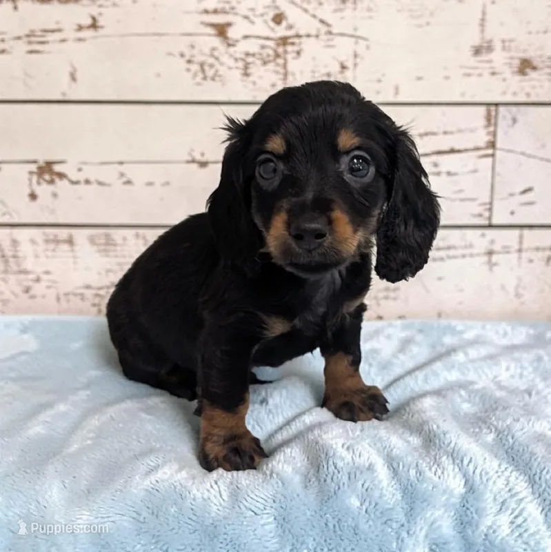 Pepper – Miniature Dachshund puppy for sale in Dundee, OH