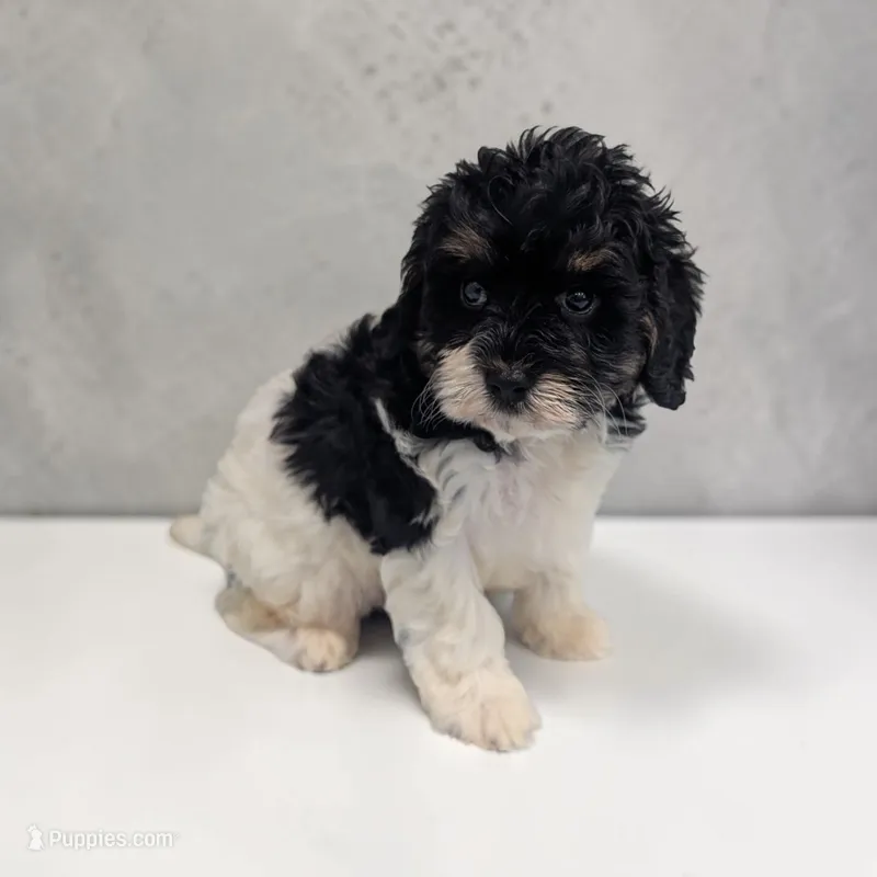 Cleo – Cavapoo puppy for sale in Dundee, OH